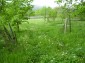 The garden