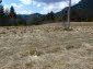 The land