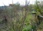 The garden