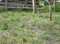 The garden