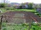 The garden