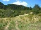 The land