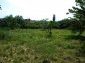 The garden
