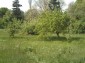 The garden