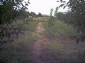 The garden