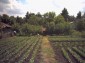 The garden