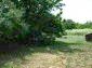 The garden