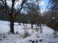 The garden