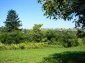 The garden