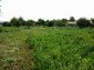 The garden