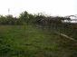 The garden