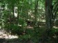 Forest for sale near Elena