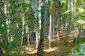 Forest for sale near Elena
