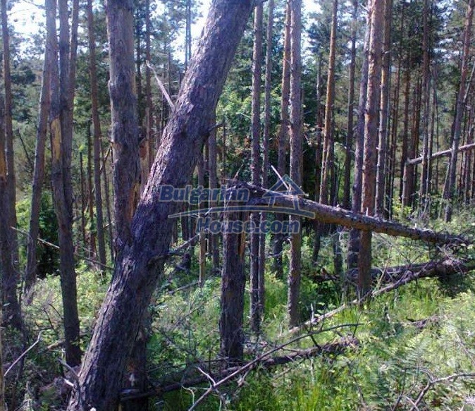 12292:6 - Forest land for sale in Voynezha, Veliko Tarnovo region