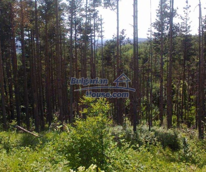 12292:2 - Forest land for sale in Voynezha, Veliko Tarnovo region