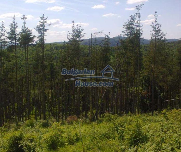 12292:1 - Forest land for sale in Voynezha, Veliko Tarnovo region