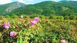 Kazanlak finally designated as capital of the Rose Valley