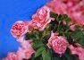 The spectacular Bulgarian Rose Festival 2015 – variety of attractions - 1066