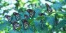  ‘’Butterfly Museum’’ About to be Open in Rhodope Mountains - 1080