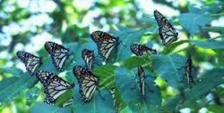 ‘’Butterfly Museum’’ About to be Open in Rhodope Mountains