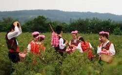 Majestic rose festival in Kazanlak 2011