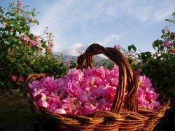 Болгарский Фестиваль Роз и розового цвета!