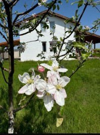 Houses for sale near Dobrich - 15688