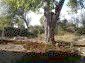 10948:6 - Nice and cheap rural house with a walnut tree in the yard