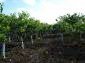 11023:20 - Pretty small rural house with plenty of fruit trees in the yard