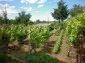 11327:10 - Spacious rural house with an extensive garden plot - Vratsa