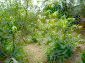 11435:12 - Well presented house in a tranquil Bulgarian countryside