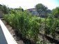 11503:22 - Sunny attractive house near Kameno,20 km from the sea,Burgas 