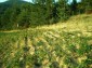 11527:6 - Extensive land plot in the majestic Rhodope Mountains