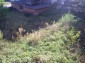 11612:16 - Cheap charming rural property near Vratsa surrounded by hills