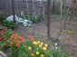 11642:14 - Very beautiful and cheap rural house 40 km from Vratsa