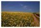10584:10 - Cheap property for sale in Bulgaria, near Popovo