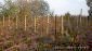 11945:5 - Cheap house with lovely garden and nice surroundings - Bourgas