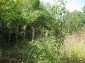 11130:39 - Two cheap properties in an illustrious hilly village near Popovo