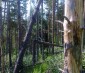 12292:5 - Forest land for sale in Voynezha, Veliko Tarnovo region