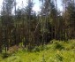 12292:3 - Forest land for sale in Voynezha, Veliko Tarnovo region