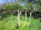 11097:8 - Rural property with plenty of fruit trees near Popovo