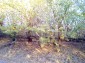 12837:20 - Bulgarian property for sale with enormous garden of 5250 sq.m 