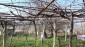 13038:6 - Cheap house for sale in Village of Brestak, Varna! Peaceful