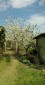 13065:5 - Very cheap Bulgarian house in northeastern Bulgaria