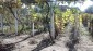 13147:7 - Cozy Bulgarian house 30 km from Dobrich with huge garden