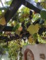 13368:11 - Beautiful two-storey house with pool near Balchik!