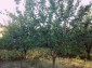 13451:20 - Bulgarian style house with large yard and well