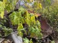 13468:12 - Very good solid house ready for renovation near the sea!