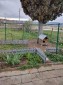 13544:6 -   NICE COUNTRY HOUSE  in the village of Nevsha