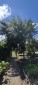 13685:17 - BULGARIAN rural PROPERTY for sale only 20km from VARNA